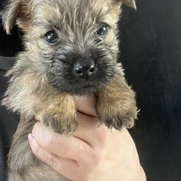 Teebo boy 2 - Gray male Cairn Terrier puppy in Bigfork, Minnesota from Dachshunds Up North