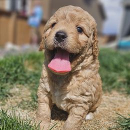 Labradoodles from Colorado RedEmber Labradoodles