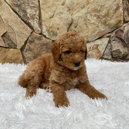 Willoughby - Red  male Goldendoodle puppy in Fairmont, West Virginia from Mountainside Doodles, LLC