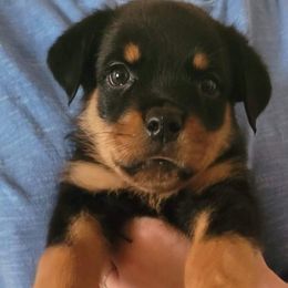 Boy 2 - Rottweiler puppy in Irvine, Kentucky from Hale Haus Rottweilers