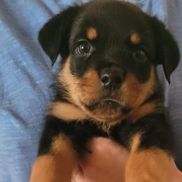 Boy 2 - Rottweiler puppy in Irvine, Kentucky from Hale Haus Rottweilers