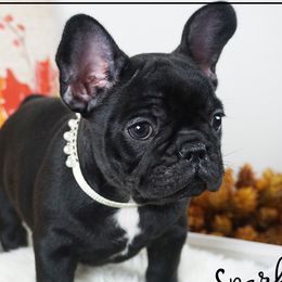 Sparkle - French Bulldog