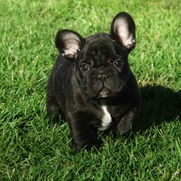 French Bulldog Puppies from Crestagard