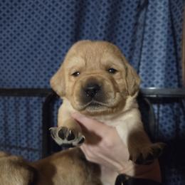 Male 2nd Pick - Yellow male Labrador Retriever puppy in Andrews, South Carolina from Leyland Cypress Retrievers