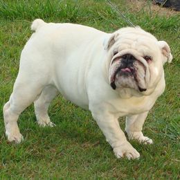Bulldogs and Chihuahuas from S & T’s Chi’s
