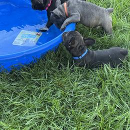 French Bulldog Puppies from Couture’s Frenchies