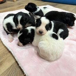 Border Collie Puppies from Vowell Farm Border Collies