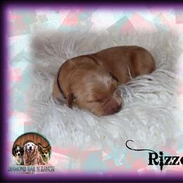 Rizzo - Golden female Golden Retriever puppy in Anson, Texas from Diamond Bar N Ranch