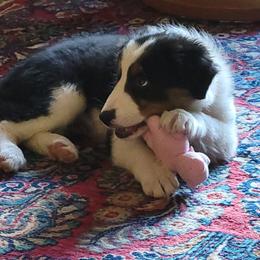 Border Collie Puppies from Cahill’s Canines