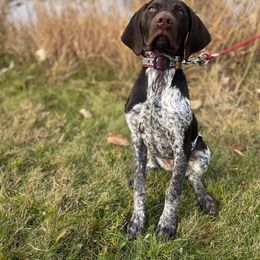 German Shorthaired Pointer puppies from Sanguine Moon Kennel