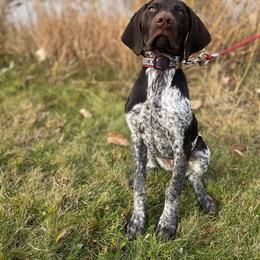 German Shorthaired Pointer puppies from Sanguine Moon Kennel