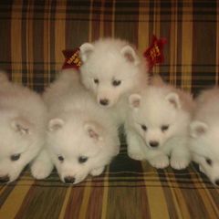 American Eskimo Dog Puppies from Fissan Kennel