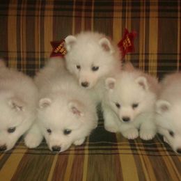 American Eskimo Dog Puppies from Fissan Kennel