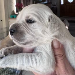 Boy 1 - Light golden male Golden Retriever puppy in Lake Hughes, California from Golden Hills Retrievers