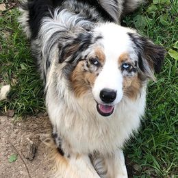 Aussiedoodles and Australian Shepherds from Queen Bee Aussies