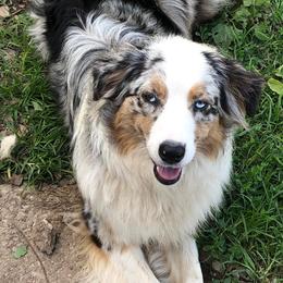 Aussiedoodles and Australian Shepherds from Queen Bee Aussies