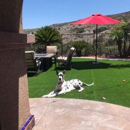 Great Dane Puppies from Gentle Giants of Tennessee Great Danes