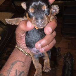 Rino - Silver black and tan male Silky Terrier puppy in City Of Orange, New Jersey from Fur-Ever Friends