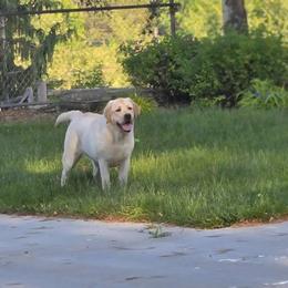 Labrador Retriever Puppies from ROCK CREEK LABRADORS