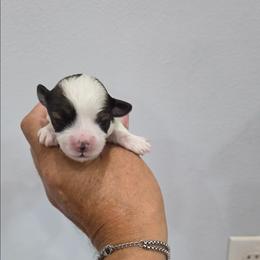 Maggy - Black & tan tri-color female Maltipoo puppy in Everett, Washington from Meadows Ranch