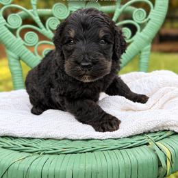 Timmy Two Slices - Black male Labradoodle puppy in Grove, Oklahoma from Guinn Family Farms