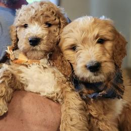 Bernedoodles and Goldendoodles from Ten Acre Wood Doodles