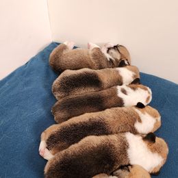 Pembroke Welsh Corgi Puppies from Corgis of Avalon
