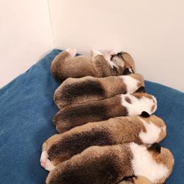 Pembroke Welsh Corgi Puppies from Corgis of Avalon