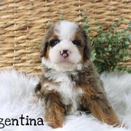 Argentina - Blue merle male Bernedoodle puppy in Casa Grande, Arizona from AzDoodle Dandies