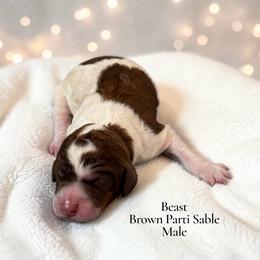 Beast - Parti male Poodle puppy in Ellenburg Center, New York from Kristin's Puppies