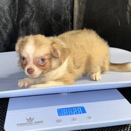 Gibbon - Chocolate blue male Chihuahua puppy in Palmyra, Indiana from Country Star Chihuahuas