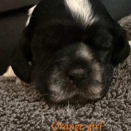 Girl 6 orange collar - Black white and tan female Cocker Spaniel puppy in Boca Raton, Florida from Gold-Coast Cockers