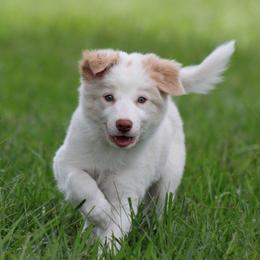 Gold boy 3 - Gold male Border Collie puppy in Tylertown, Mississippi from Cool Meadow Farms