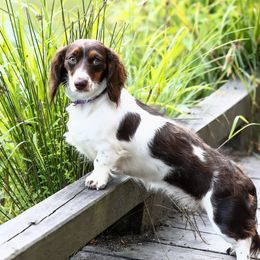 Paisley - Dachshund