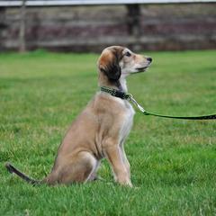 Saluki Puppies from Kushiel Salukis
