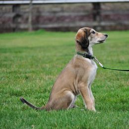 Saluki Puppies from Kushiel Salukis
