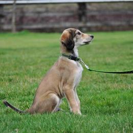 Saluki Puppies from Kushiel Salukis