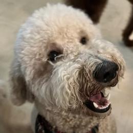 Lilly  - Poodle