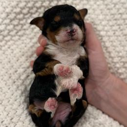 Sprinkle - Tri-color female Bernedoodle puppy in Modesto, California from Central Valley Canine Companions