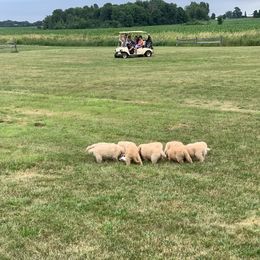 Golden Retriever Puppies from Lake Champlain Goldens