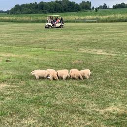 Golden Retriever Puppies from Lake Champlain Goldens
