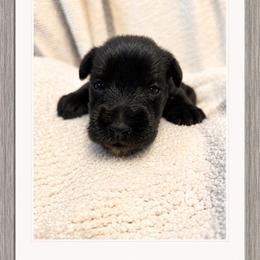 Cash - Black male Miniature Schnauzer puppy in Summerfield, Florida from M & M Schnauzers