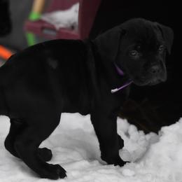 Purple - Black female Cane Corso puppy in Sault Ste Marie, Michigan from Willow Creek Cane Corsos