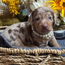 Andy - Dapple female Dachshund puppy in Fayetteville, West Virginia from Loop Creek Dachshunds