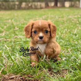 April - Ruby female Cavalier King Charles Spaniel puppy in Nashville, Arkansas from Rocky Road Puppies