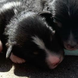 Ringo - Black tri male Miniature Australian Shepherd puppy in North Lakeport, California from Wild Rose Ranch