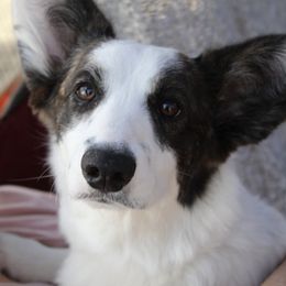 Cardigan Welsh Corgis from Sheri WinstanleyMarshall