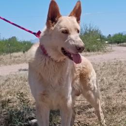 Ross - White male German Shepherd puppy in Cochise, Arizona from Freiheit Von Himmel  Shepherds