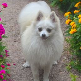 Paige - Pomeranian