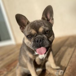 Zurri - French Bulldog